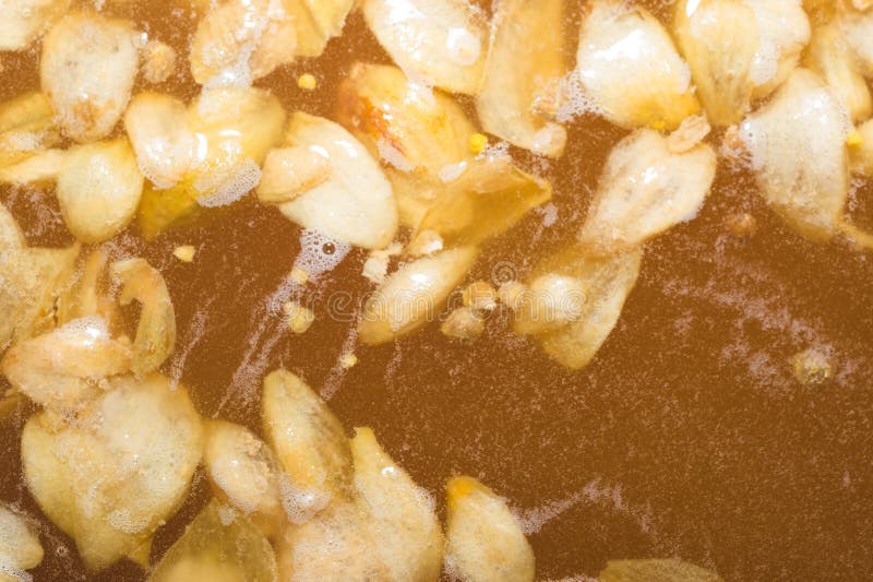 The Initial Stage of Fermentation of Craft Beer with Petals of H Stock