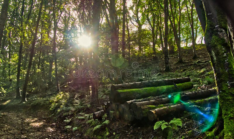 Inizio dell'autunno nel bosco, Cornwall, Regno Unito immagine stock libera da diritti