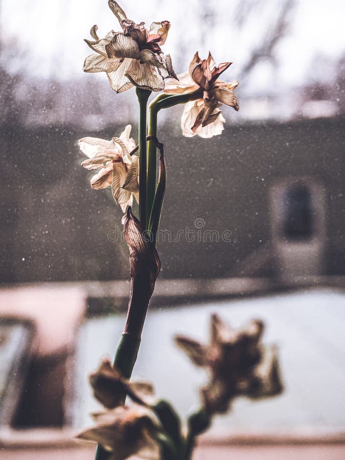 Injeção de focagem seletiva vertical em daffodils secos imagens de stock