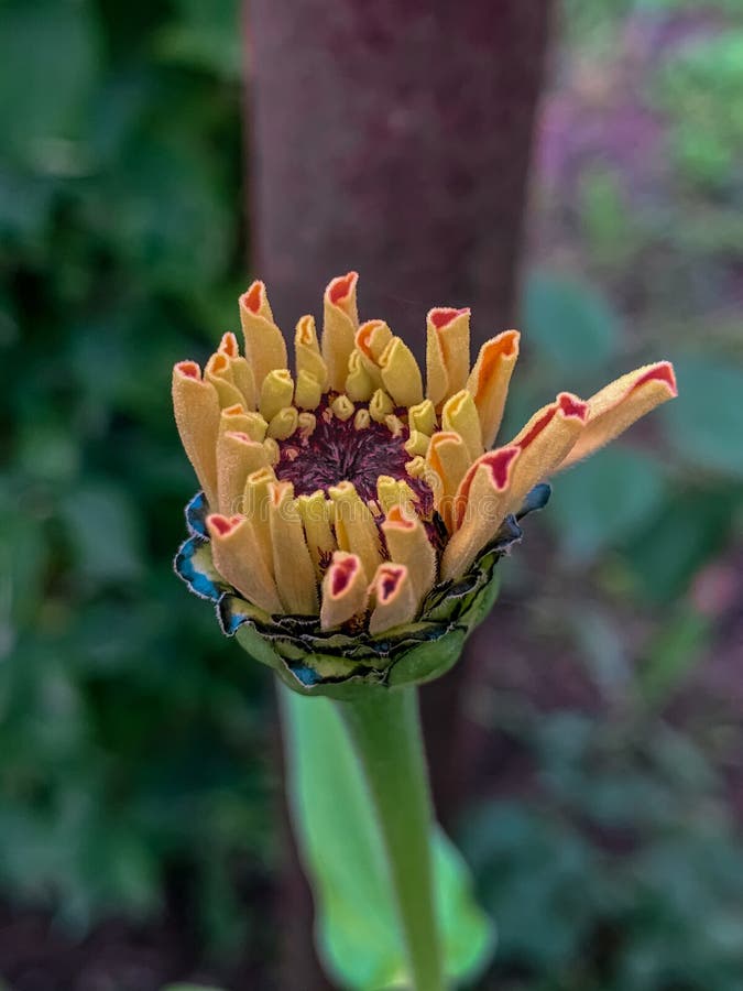 Injeção de focagem seletiva vertical no botão zinnia fotos de stock