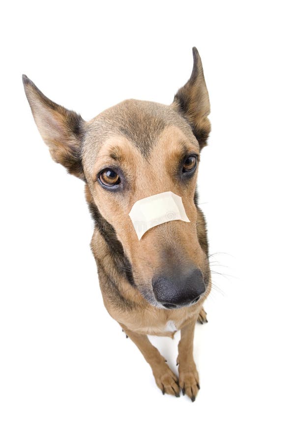 Injured Belgian Malinois stock photo