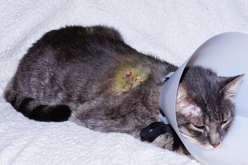 Injured cat stock photo. Image of blood, hangover, house ...