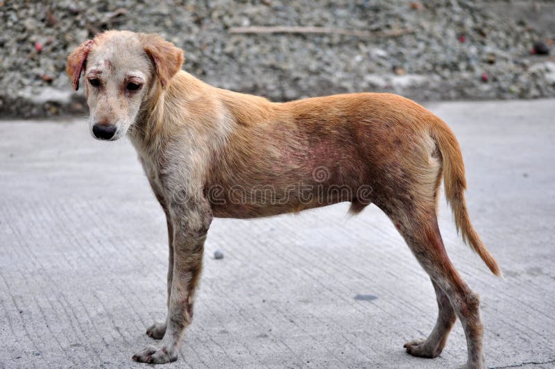 Injured Dog stock image. Image of brown, doggy, leashed 9123021