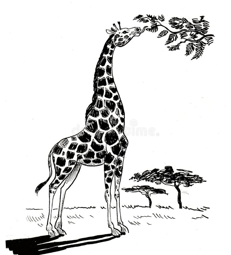 Giraffe Eating Drawing