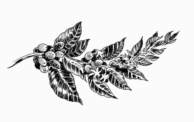 Coffee tree stock illustration. Illustration of - 124144787