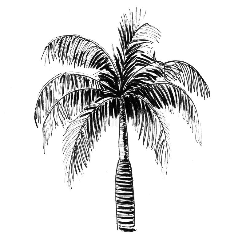 Palm tree in the sunset stock illustration. Illustration of tropical ...