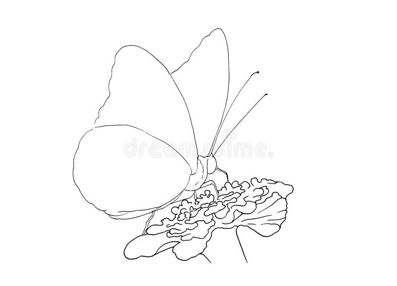 Ink Butterfly on the Flower Outline Hand Drawing Stock Illustration