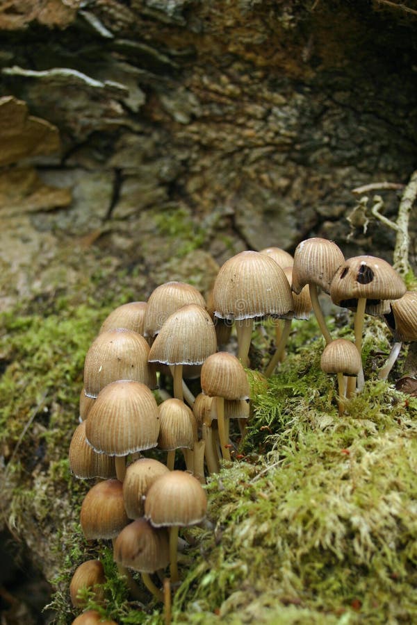 Ink cap mushrooms stock image. Image of mushroom, dead 70638833