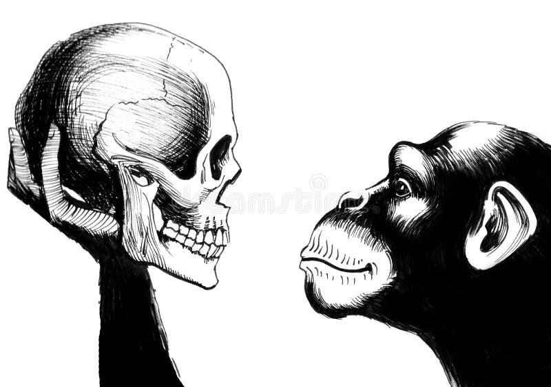 Chimpanzee with a human skull royalty free illustration Chimpanzee with a human skull royalty free illustration