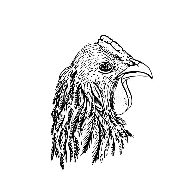 Ink drawing head of chiken vector illustration Ink drawing head of chiken vector illustration