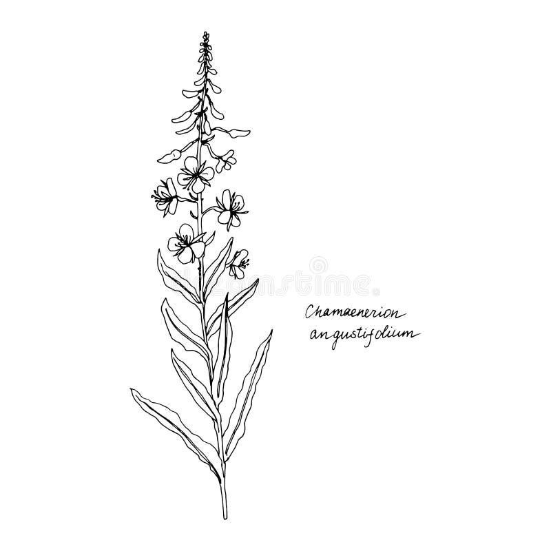 Fireweed Stock Illustrations – 441 Fireweed Stock Illustrations ...