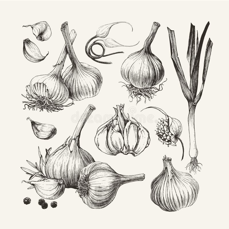 Garlic Crusher Stock Illustrations – 82 Garlic Crusher Stock Illustrations,  Vectors & Clipart - Dreamstime