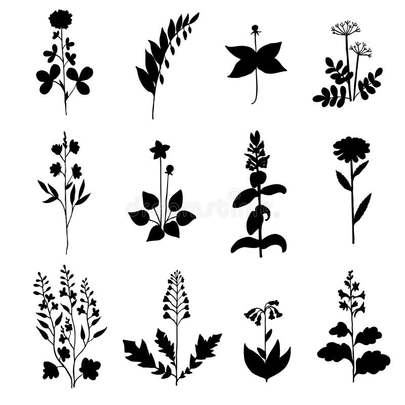 Ink Drawn Collection of Silhouettes Medicinal Herbs. Stock Vector ...