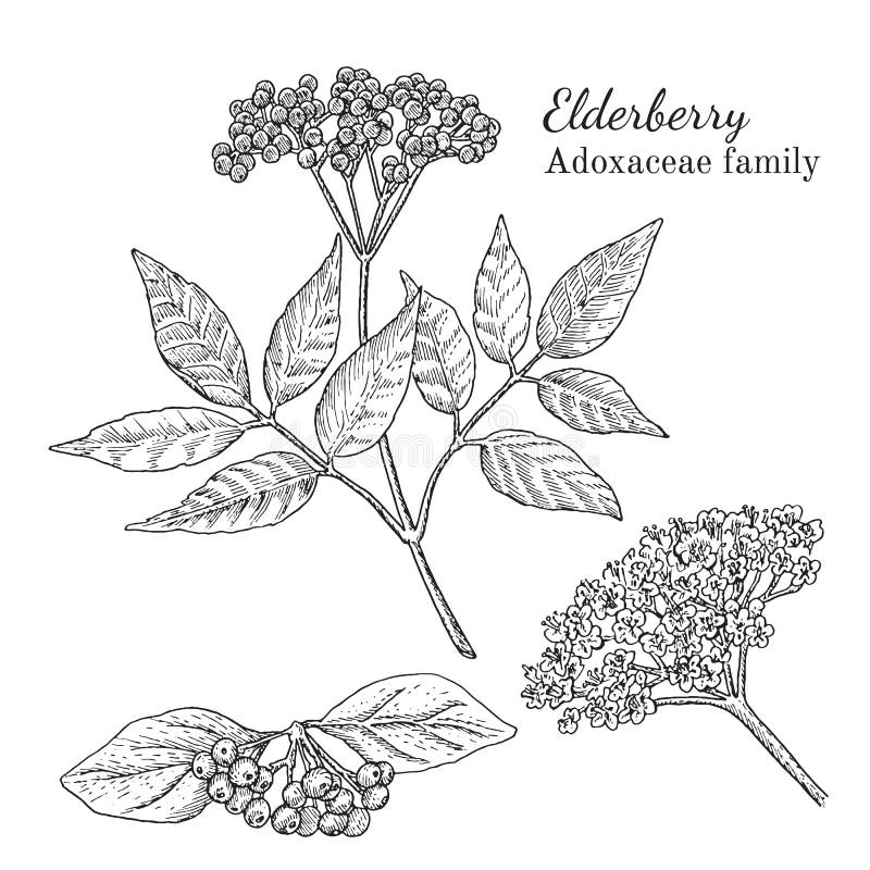 Ink elderberry hand drawn sketch