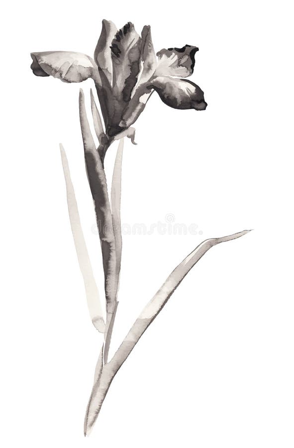 Ink Illustration of Flower Iris. Sumi-e Style. Stock Vector ...