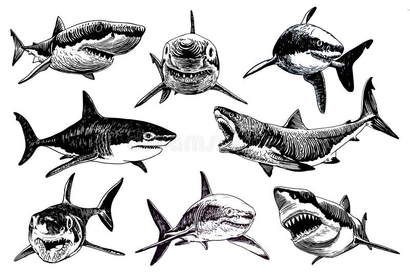 Illustrative Shark Tattoo