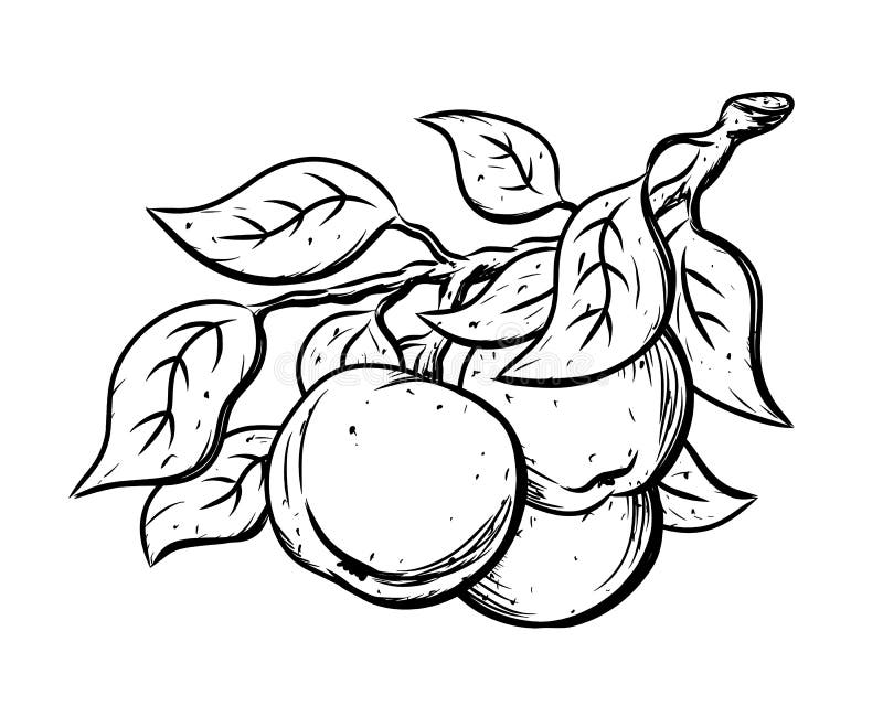 Ink Sketch of Apples with Leaves on Branch. Black Linear Clipart of ...