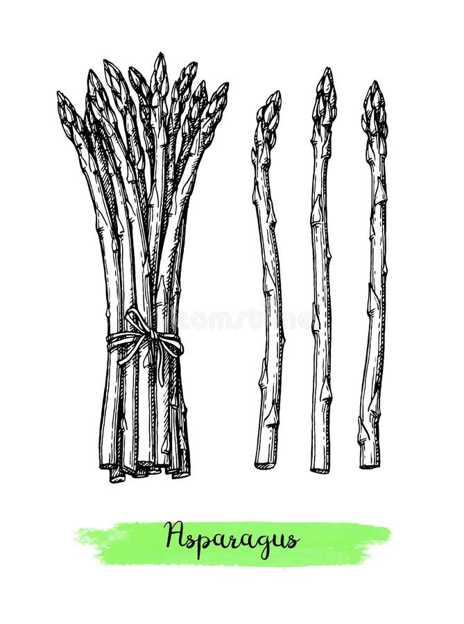 Ink sketch of asparagus. stock vector. Illustration of natural 133293590