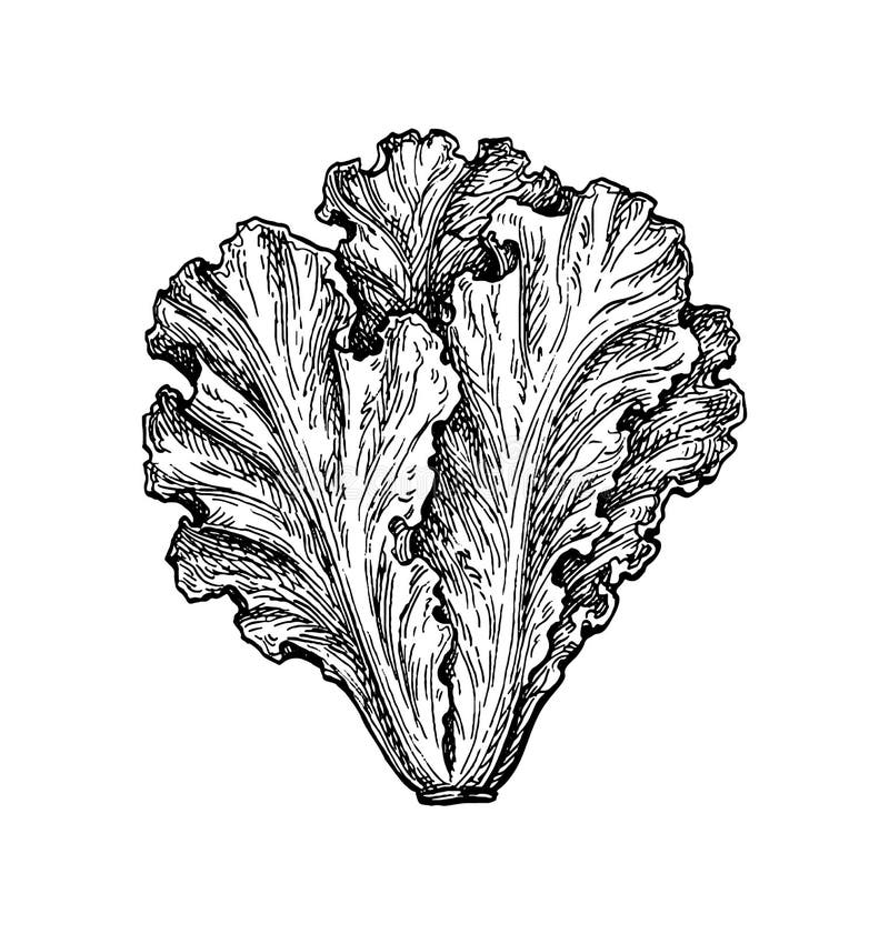 Ink sketch of lettuce. stock vector. Illustration of harvest 178046075