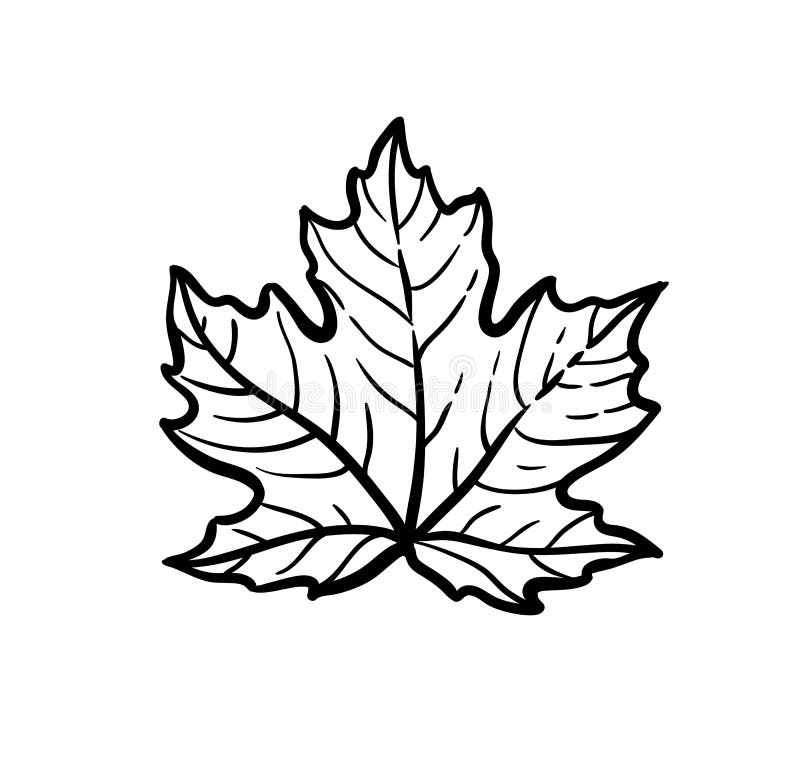 picture Maple Tree Leaf Sketch ink sketch of maple leaf stock vector