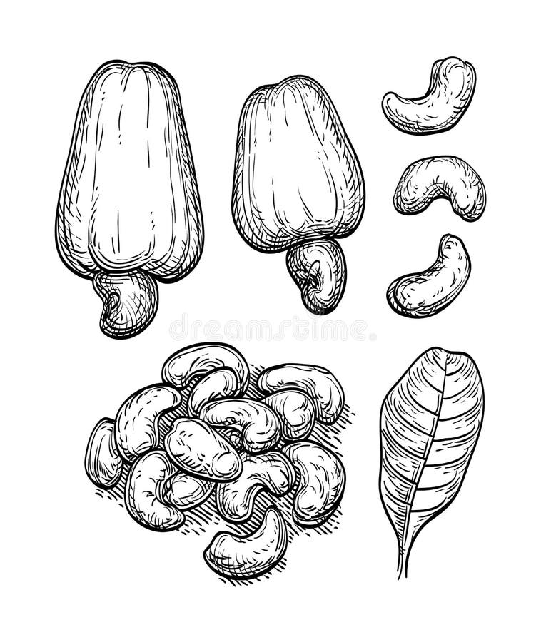 Big Collection of Nuts Sketches. Stock Vector Illustration of etching