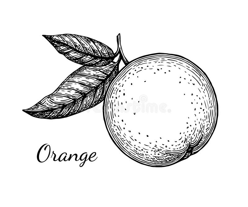 Sketch Orange. Drawing Engraved Oranges, Botanical Citrus, Flower And Leaves. Tropical Juice