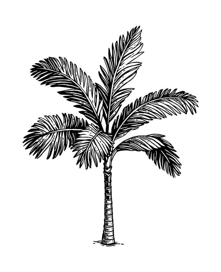 Rainforest Tree Sketch Stock Illustrations – 1,377 Rainforest Tree ...