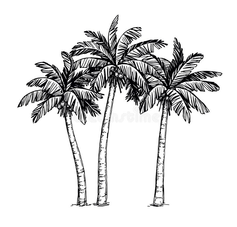 Palm tree drawing black lines | Palm tree drawing, Tree drawing, Palm tree  sketch