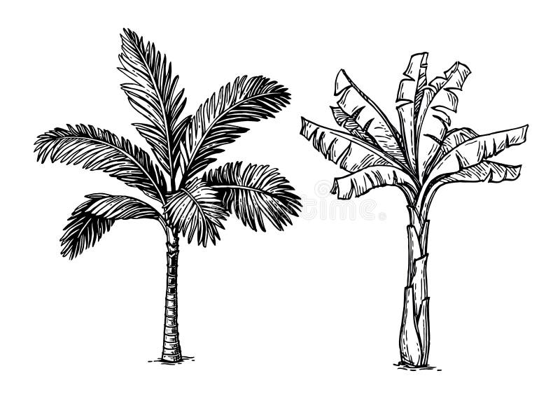 Continuous line drawing a bunch palm trees Vector Image