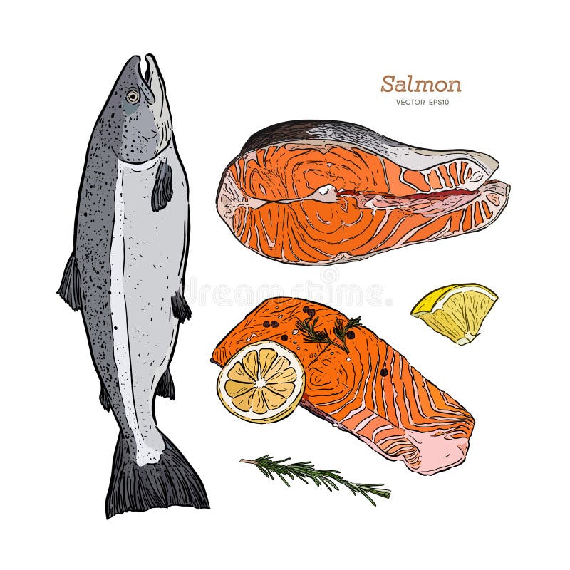 Ink Sketch of Salmon. Hand Drawn Vector Illustration of Fish Stock ...