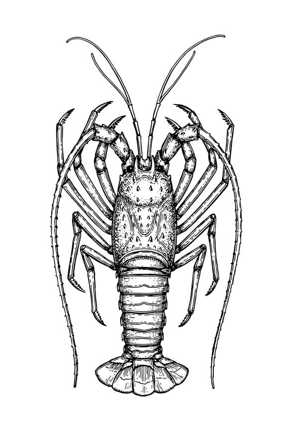 Ink sketch of spiny lobster
