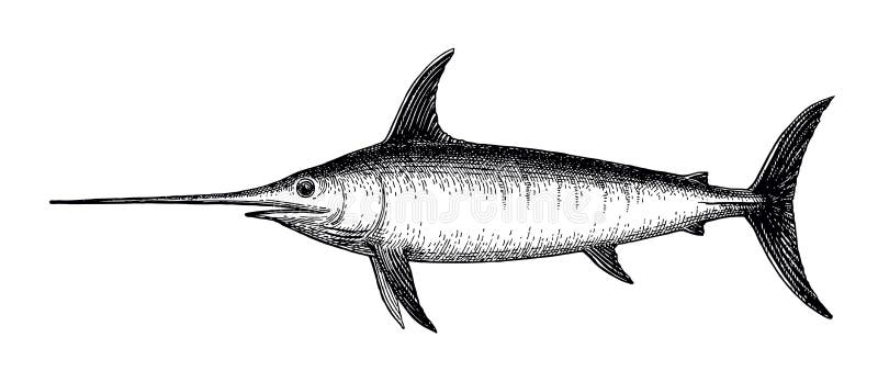 Woodcut swordfish stock vector. Illustration of marlin - 15216198
