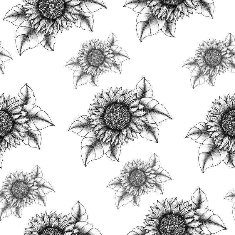 Download Iphone 4k Black White Sunflower Wallpaper  Wallpaperscom