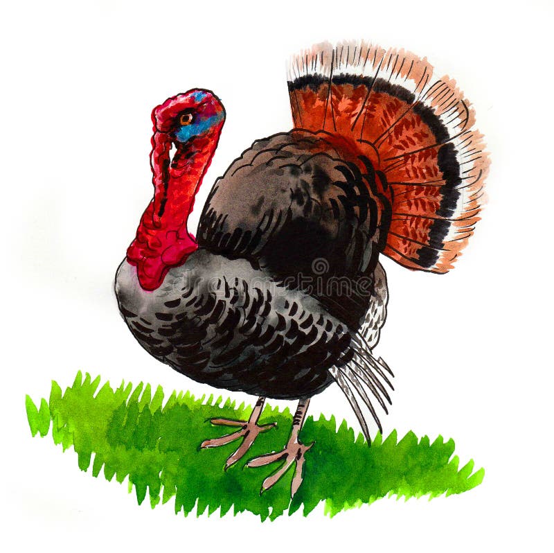 Turkey bird stock illustration. Illustration of animal - 234376948