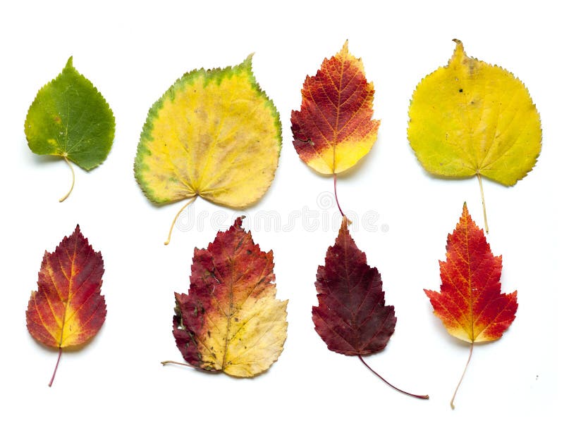 Inkasowy ustawiający piękni colourful jesień liście odizolowywający dalej fotografia royalty free Inkasowy ustawiający piękni colourful jesień liście odizolowywający dalej fotografia royalty free