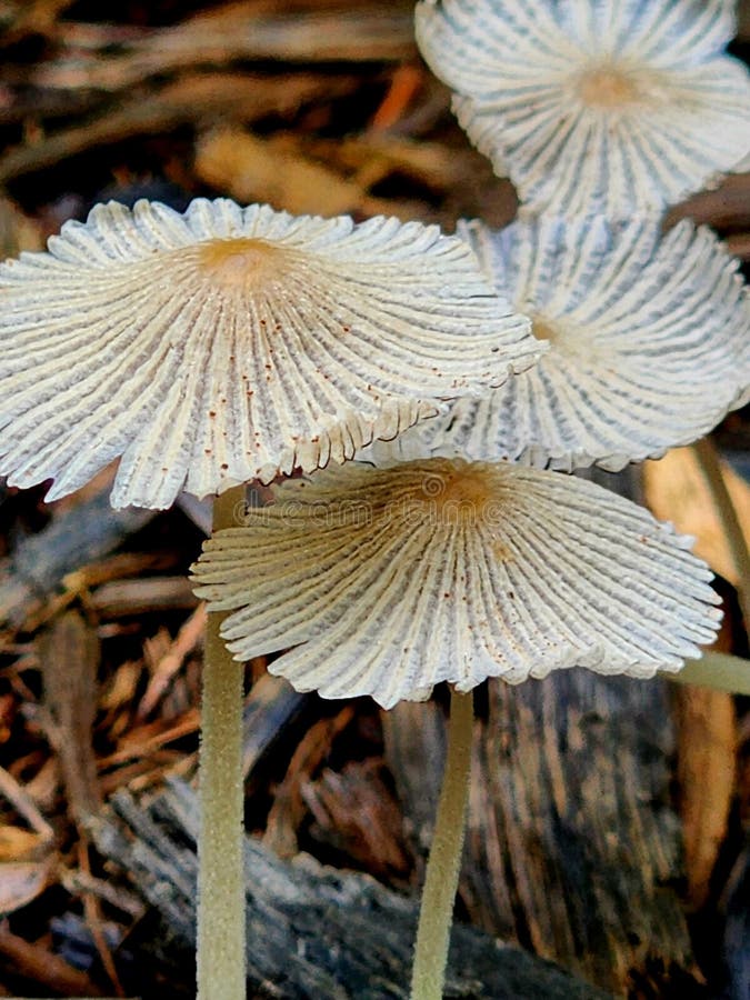 Inkcap Grzyby leśna natura sztuki abstrakcyjne Sceniczny obrazy royalty free
