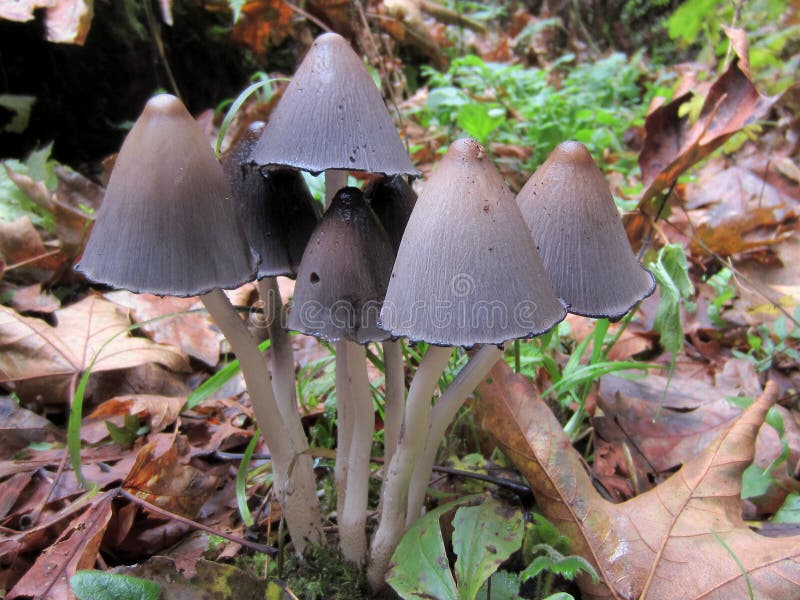 Inky Cap Mushrooms Coprinopsis Atramentaria Stock Image Image of