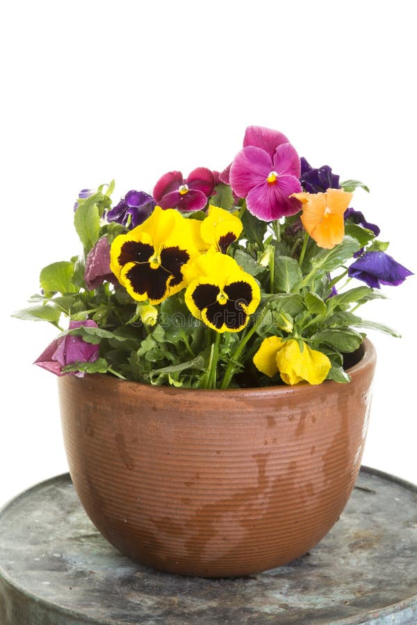 Inlagda pansies royaltyfri bild