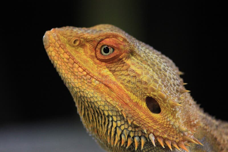 Inland Bearded Dragon stock image. Image of scales, spikes 27684687