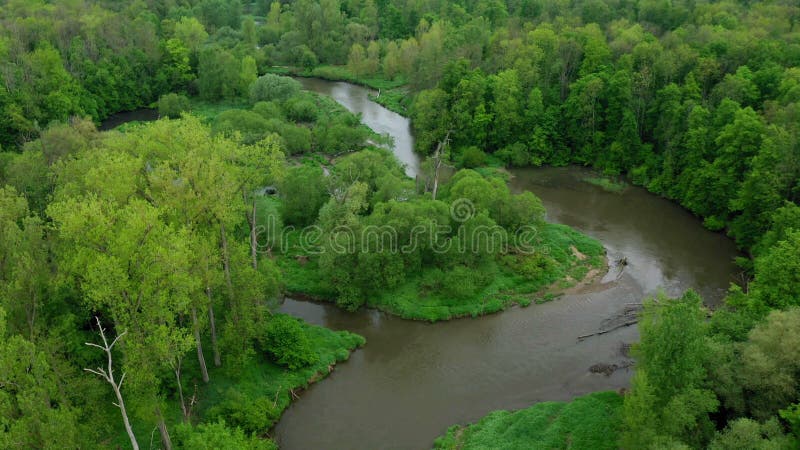 Meanders river delta river dron aerial video shot inland in floodplain forest and lowlands wetland swamp, quadcopter