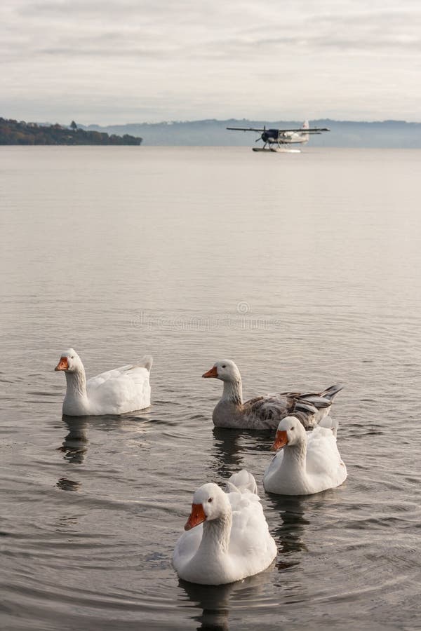 Inländische Gänse auf See Rotorua lizenzfreies stockbild Inländische Gänse auf See Rotorua lizenzfreies stockbild