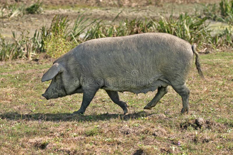 Domestic pig on a meadow. Domestic pig on a meadow