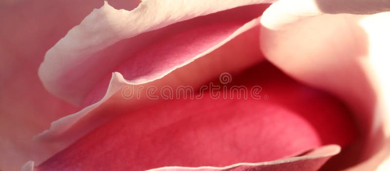 Extreme Close Up Pussy Porn - Inner Folds of a Beautiful Pink Spring Magnolia Flower Blossom Stock Image  - Image of extreme, detail: 192670125