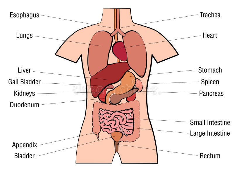 Human Anatomy Chart Organs