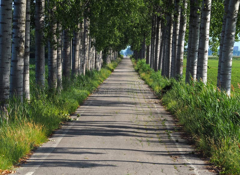 Innerhalb einer langen, schmalen und geraden Allee von Bäumen gesäumt in der Landschaft, an einem Hochsommertag stockfotos Innerhalb einer langen, schmalen und geraden Allee von Bäumen gesäumt in der Landschaft, an einem Hochsommertag stockfotos