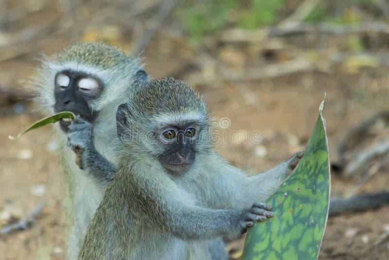 Innocent baby vervet monkey eating a plant