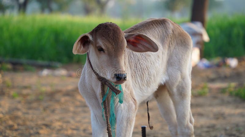 Brown Calf or Cow Kid. White Brown Cow Child Wanders in Pet Animal Farm.  Innocent Animal Pet Closeup Countryside India Stock Photo - Image of  agricultural, dairy: 211458756