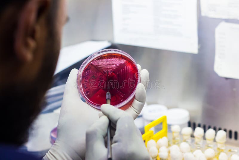 Inoculación bacteriana en una placa de cultura usando lazo de la inoculación del científico dentro de la capilla del humo en labo