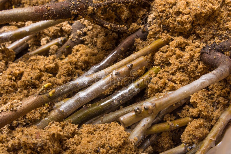 Inoculación del primer varietal de los almácigos de la nuez El concepto o fotos de archivo Inoculación del primer varietal de los almácigos de la nuez El concepto o fotos de archivo