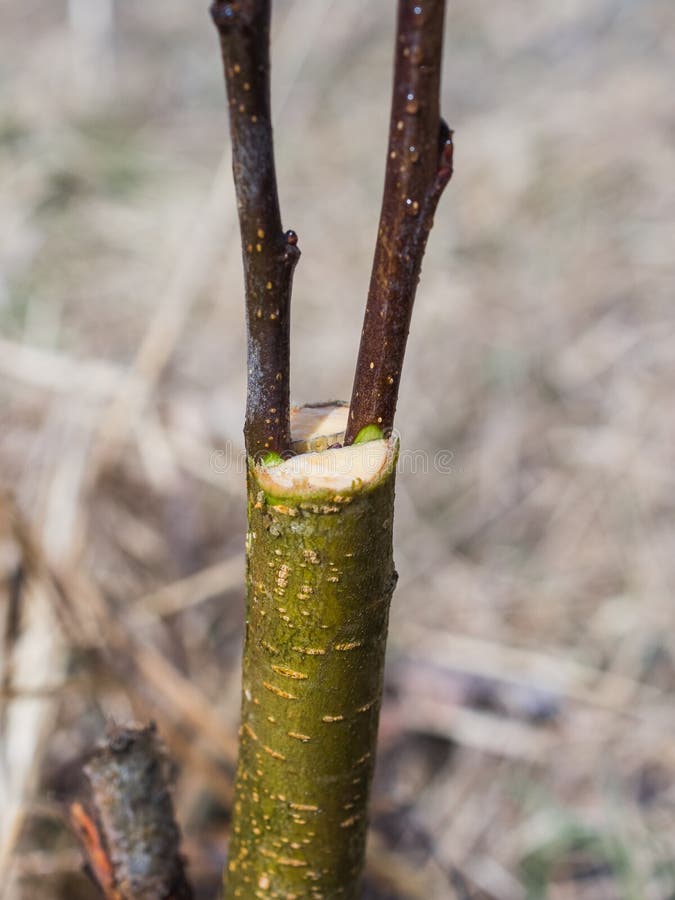 Inocularea arborilor de mere în zmeură. încrucișare royalty free stock photo